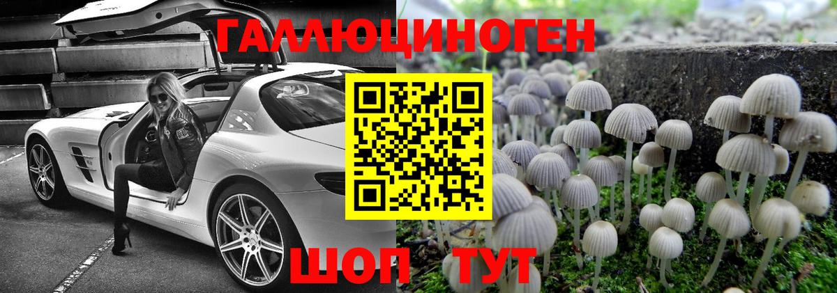 Галлюциногенные грибы Psilocybe Кандалакша